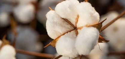 Safra de 2025 é mais que o dobro do volume de 2012, segundo o IBGE