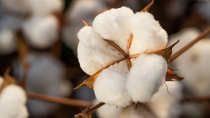 Safra de 2025 é mais que o dobro do volume de 2012, segundo o IBGE