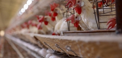 Acordo: Isenções para frango e ovos, e cota preferencial para carne suína