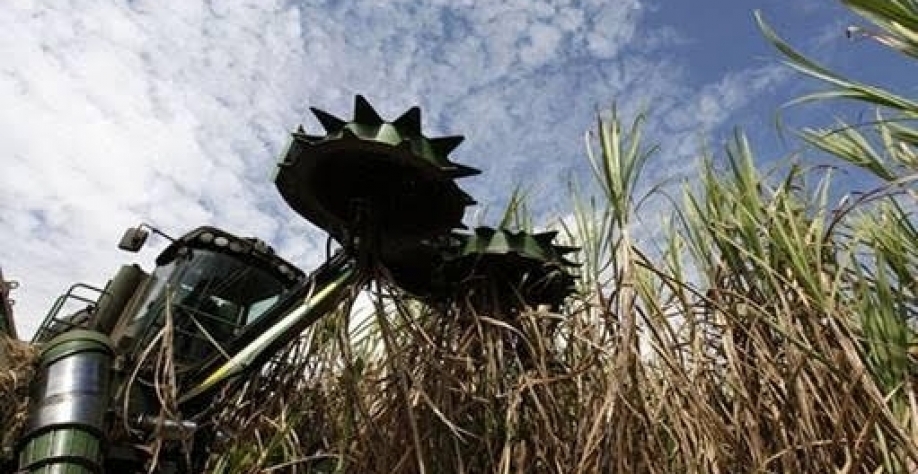 Raízen teve queda de 9,2% na moagem de cana de abril a dezembro