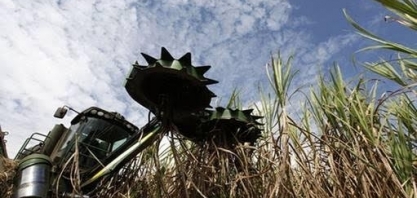 Raízen teve queda de 9,2% na moagem de cana de abril a dezembro