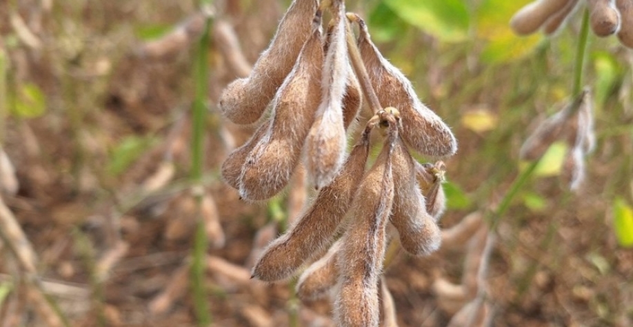 Soja resistente a nematoides deve chegar ao mercado até 2029