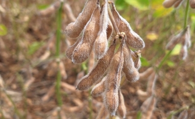Soja resistente a nematoides deve chegar ao mercado até 2029