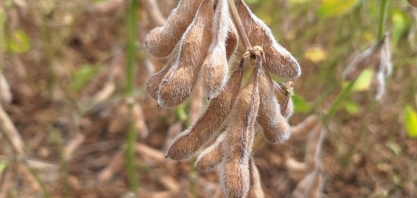 Soja resistente a nematoides deve chegar ao mercado até 2029