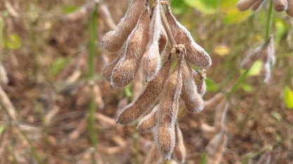Soja resistente a nematoides deve chegar ao mercado até 2029