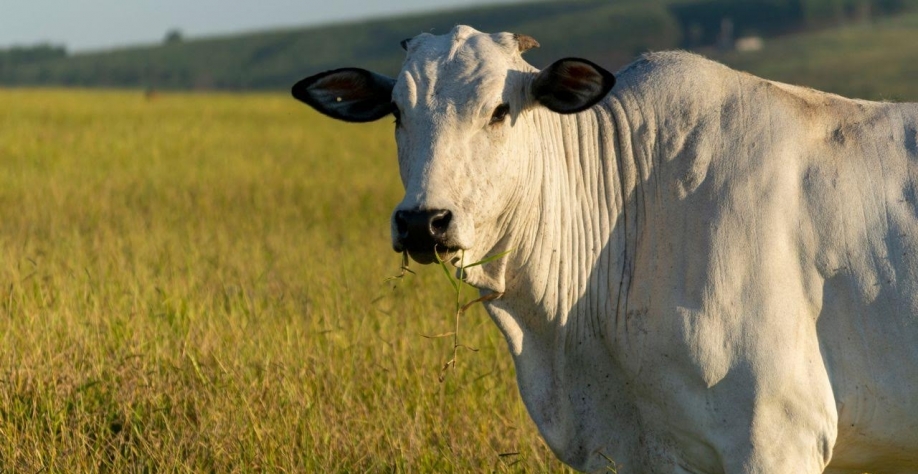 Desequilíbrio entre cotas de carne bovina da China e oferta doméstica