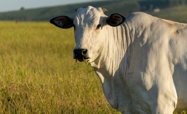 Desequilíbrio entre cotas de carne bovina da China e oferta doméstica