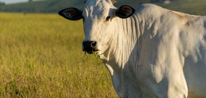 Desequilíbrio entre cotas de carne bovina da China e oferta doméstica