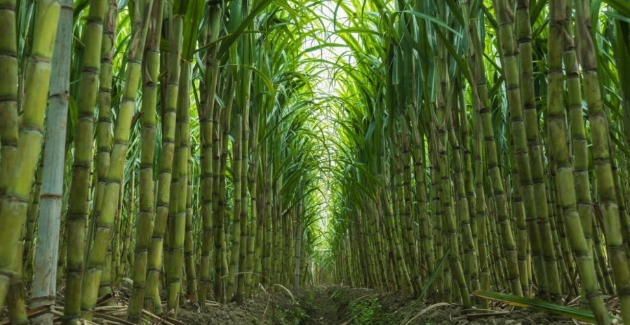 Chegada do El Niño pode marcar virada para os preços do açúcar