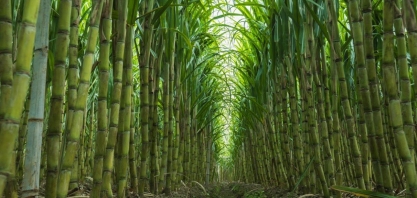 Chegada do El Niño pode marcar virada para os preços do açúcar