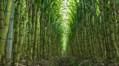 Chegada do El Niño pode marcar virada para os preços do açúcar