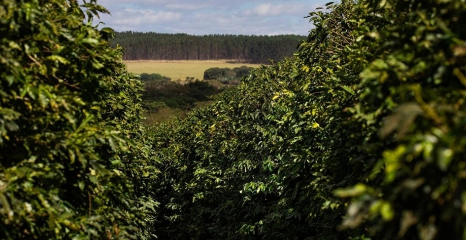 Chuvas ficam abaixo da média em áreas de cafezais em MG e SP