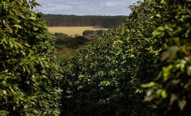 Chuvas ficam abaixo da média em áreas de cafezais em MG e SP