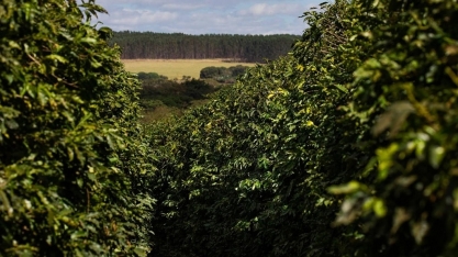Chuvas ficam abaixo da média em áreas de cafezais em MG e SP