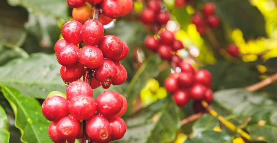 Recuperação na safra de café do Brasil traz alívio para oferta global