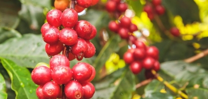 Recuperação na safra de café do Brasil traz alívio para oferta global
