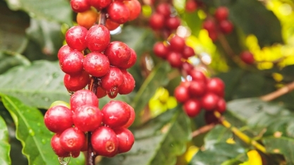 Recuperação na safra de café do Brasil traz alívio para oferta global