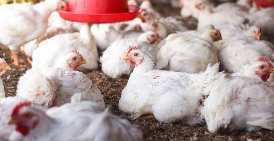 Exportações brasileiras de carne de frango bateram recorde em 2025