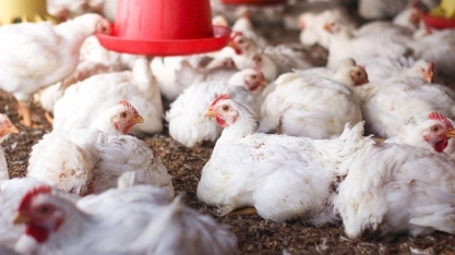 Exportações brasileiras de carne de frango bateram recorde em 2025