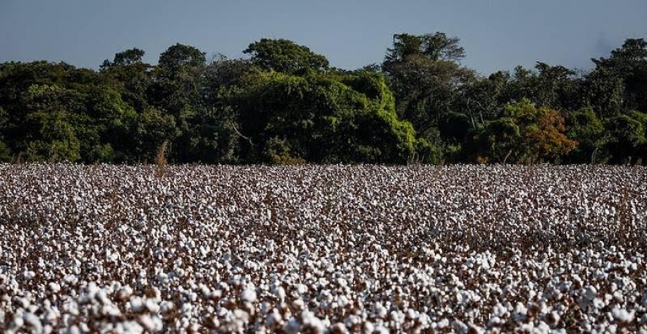 Produção de algodão deve cair quase 10% na safra 2025/26, diz associação