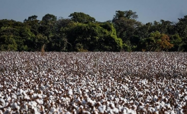 Produção de algodão deve cair quase 10% na safra 2025/26, diz associação