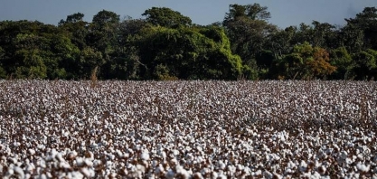 Produção de algodão deve cair quase 10% na safra 2025/26, diz associação