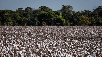 Produção de algodão deve cair quase 10% na safra 2025/26, diz associação