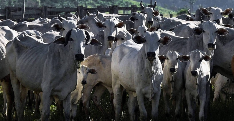 Pecuária brasileira esteve à beira do colapso no ano passado