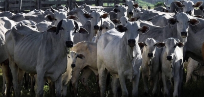 Pecuária brasileira esteve à beira do colapso no ano passado