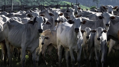 Pecuária brasileira esteve à beira do colapso no ano passado