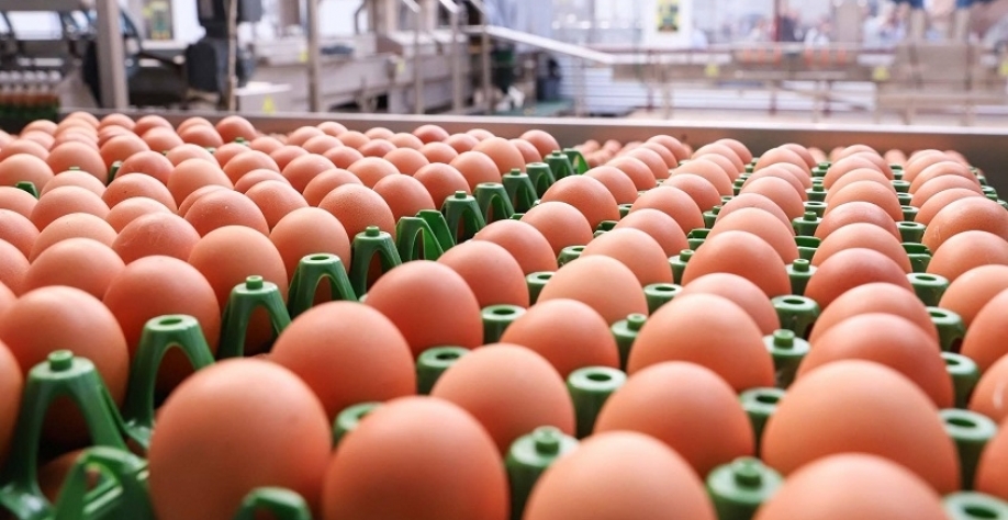 Exportações de ovos alcançaram recorde em 2025, com alta de 121%