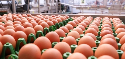 Exportações de ovos alcançaram recorde em 2025, com alta de 121%