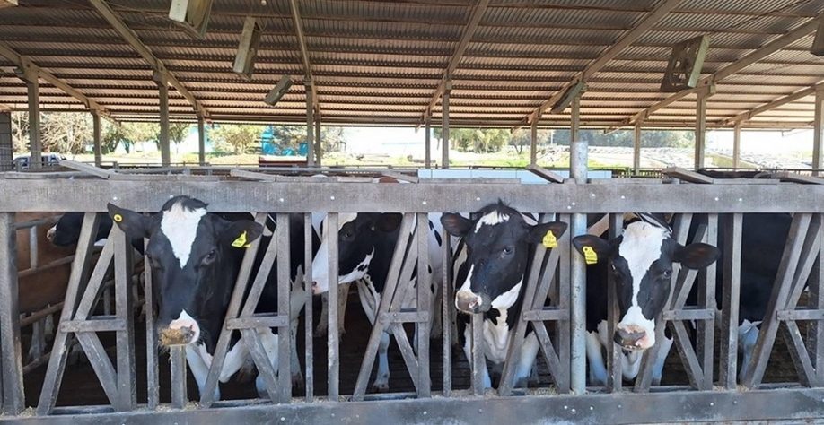 Após crescimento, setor de leite tende a colocar o pé no freio em 2026