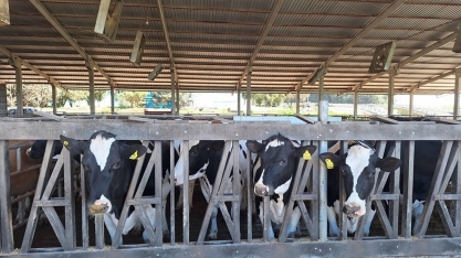 Após crescimento, setor de leite tende a colocar o pé no freio em 2026