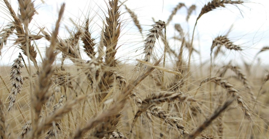 ANP autoriza início de operação da 1ª usina de etanol de trigo do País