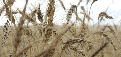 ANP autoriza início de operação da 1ª usina de etanol de trigo do País