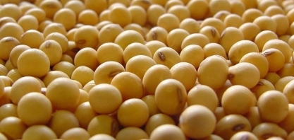 Mighty Earth quer cortes de compras de tradings fora da Moratória da Soja