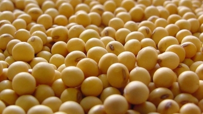 Mighty Earth quer cortes de compras de tradings fora da Moratória da Soja