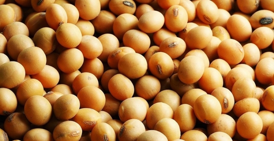 Grupo Formoso, dono da Uniggel Sementes, pede recuperação judicial