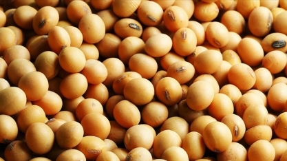 Grupo Formoso, dono da Uniggel Sementes, pede recuperação judicial