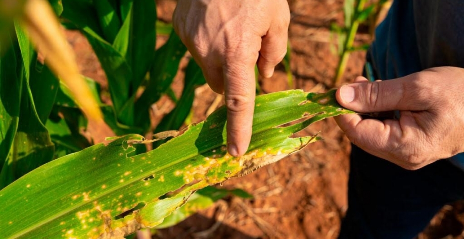 Cigarrinha provoca perda de R$ 36 bi por ano na cultura do milho