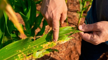 Cigarrinha provoca perda de R$ 36 bi por ano na cultura do milho
