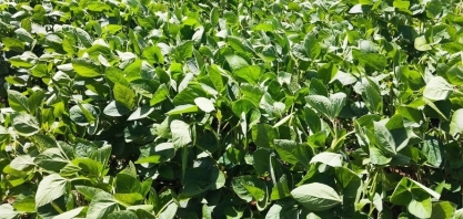 Justiça decreta recuperação judicial do Grupo Forte Agro, de Mato Grosso