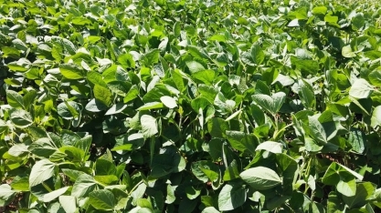 Justiça decreta recuperação judicial do Grupo Forte Agro, de Mato Grosso