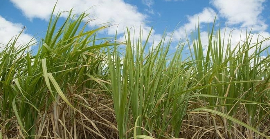 Cana-de-açúcar ganha novo zoneamento de risco climático