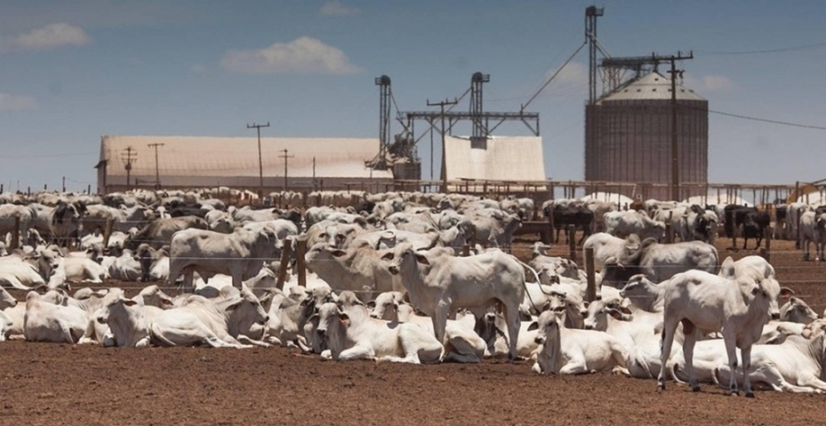 Boi gordo: Preço tem maior diferença em relação à carne em 24 anos