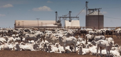 Boi gordo: Preço tem maior diferença em relação à carne em 24 anos