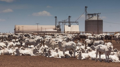Boi gordo: Preço tem maior diferença em relação à carne em 24 anos