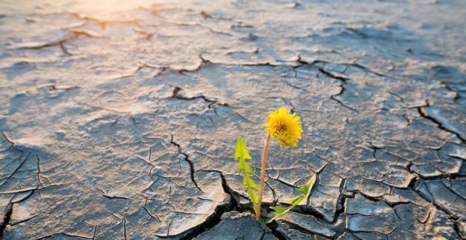 O agro precisa dominar a Lei Rouanet e liderar a reconstrução cultural