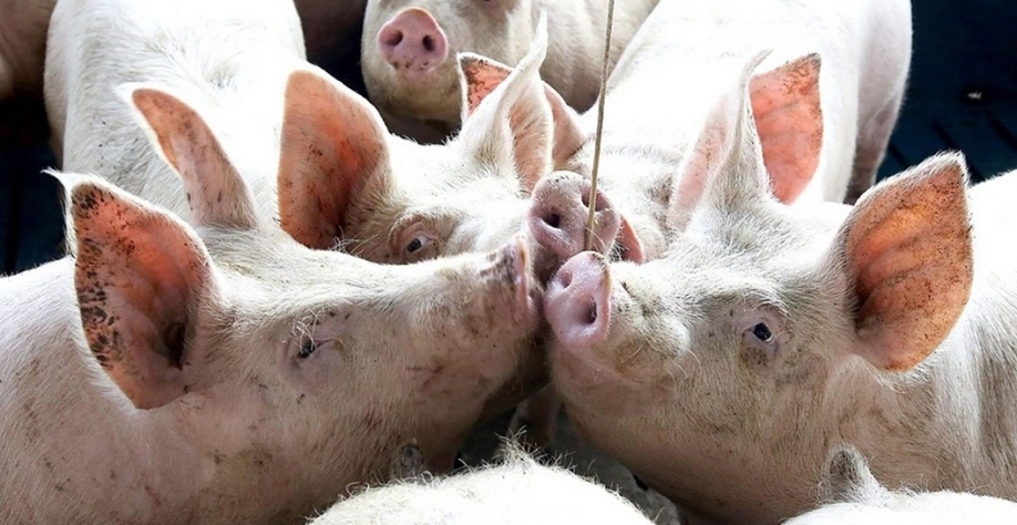 Exportação de carne suína do Brasil bateu novo recorde em 2025